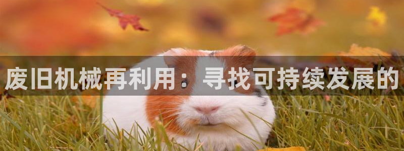 琳琅娱乐 全麦优质